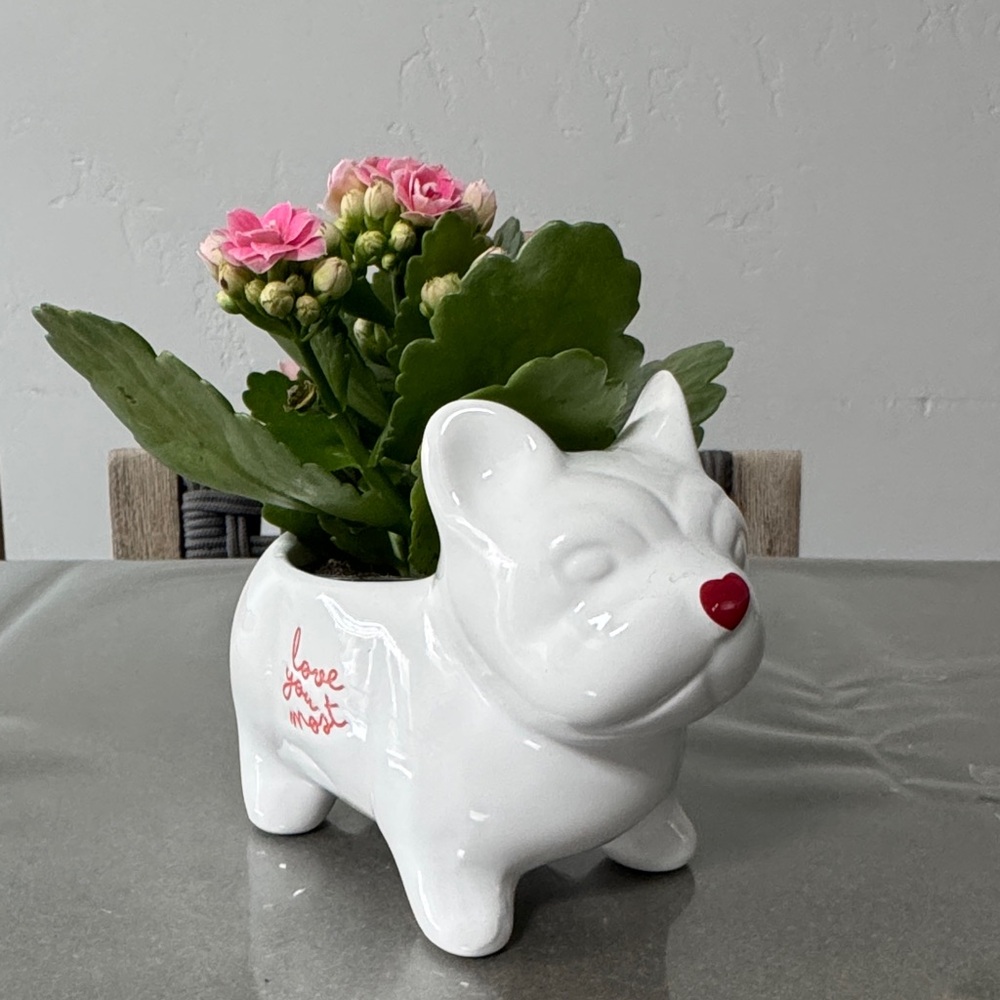 Valentine’s Day Frenchie Dog Planters 2026 Edition. With Words ‘Love You Most’